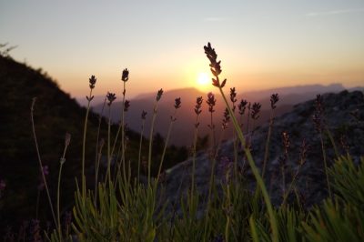 Eselwandern Frankreich Baronnies Provencales